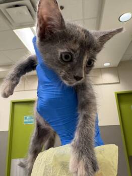 DAISY DUKES -  Domestic Short Hair Cat for Adoption in Las Vegas, Nevada - DAISY DUKES | PetCurious