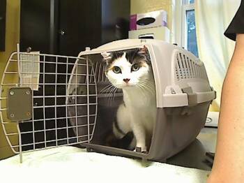 NANA NOODLE -  Domestic Short Hair Cat for Adoption in Cookeville, Tennessee - NANA NOODLE | PetCurious