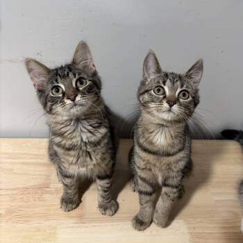 Elsie and Schmuffin -  American Shorthair Cat for Adoption in West Newton, Pennsylvania - Elsie And Schmuffin | PetCurious