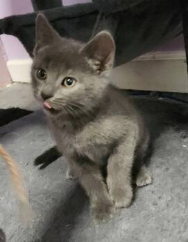 Domestic Medium Hair Cats Available for Adoption in Warren, Michigan - Gumball | PetCurious