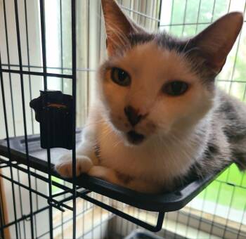 Hopper -  Domestic Medium Hair Cat for Adoption in Waynetown, Indiana - Hopper | PetCurious