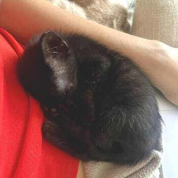 Easton 18 -  Domestic Short Hair Cat for Adoption in Austin, Texas - Easton 18 | PetCurious