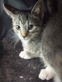 Mochi -  Domestic Short Hair Cat for Adoption in Memphis, Tennessee - Mochi | PetCurious