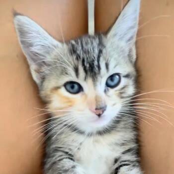Domestic Short Hair Cats Available for Adoption in Santa Ana, California - Pumpkin | PetCurious