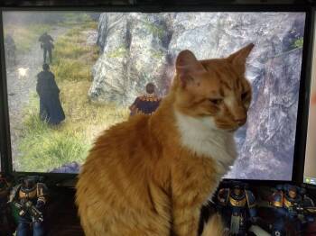 Firepaw -  Tabby Cat for Adoption in Wilmington, North Carolina - Firepaw | PetCurious