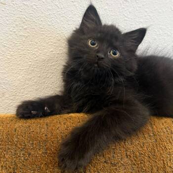 Anakin -  Domestic Short Hair Cat for Adoption in Wilsonville, Oregon - Anakin | PetCurious