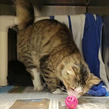 Gizmo (aka Willow) -  Domestic Long Hair Cat for Adoption in Columbia, Missouri - Gizmo (aka Willow) | PetCurious