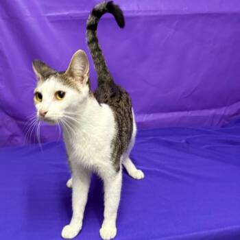 Injera -  Domestic Short Hair Cat for Adoption in North Myrtle Beach, South Carolina - Injera | PetCurious