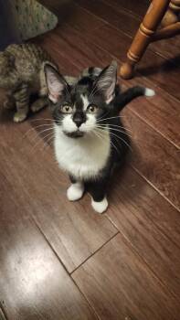 Vanilly -  Domestic Short Hair Cat for Adoption in Greenwood, Indiana - Vanilly | PetCurious