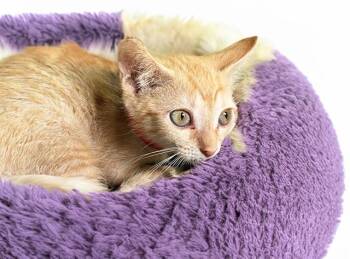 Domestic Short Hair Cats Available for Adoption in Fort Lauderdale, Florida - ANGIE | PetCurious