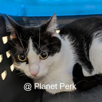 Wyatt -  Domestic Short Hair Cat for Adoption in Oshkosh, Wisconsin - Wyatt | PetCurious