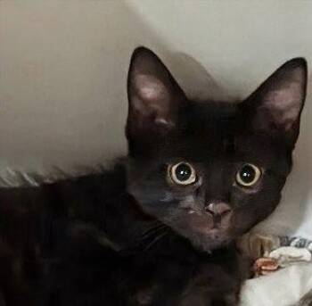 Yael 4.9.26 (prespay, medical waiver) -  Domestic Medium Hair Cat for Adoption in Apopka, Florida - Yael 4.9.26 (prespay, Medical Waiver) | PetCurious