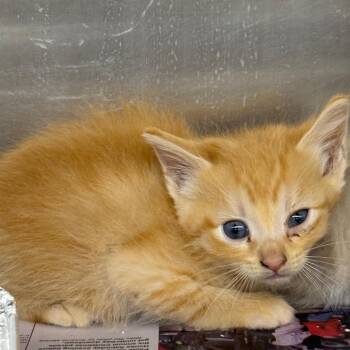 Domestic Medium Hair Cats Available for Adoption in Pauls Valley, Oklahoma - Carlton | PetCurious