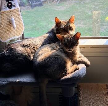 Herbie (bonded with Starzee) -  Domestic Short Hair Cat for Adoption in Hudson, New Hampshire - Herbie (bonded With Starzee) | PetCurious