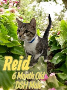 Rescue Domestic Short Hair Cats for Adoption in Nicholasville, Kentucky - Reid | PetCurious