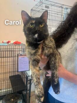 Domestic Medium Hair Cats Available for Adoption - Carol | PetCurious