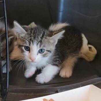 Peanut -  Domestic Short Hair Cat Available for Adoption in Costa Mesa, California - Peanut | PetCurious