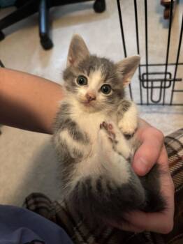 Wesson -  Domestic Short Hair Cat for Adoption in Topeka, Kansas - Wesson | PetCurious