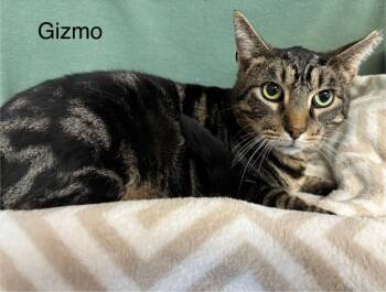Rescue Domestic Short Hair Cats for Adoption in Wabash, Indiana - Gizmo | PetCurious