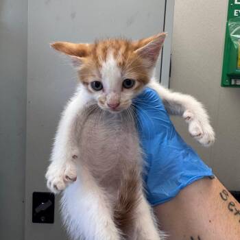 Party Hat -  Domestic Medium Hair Cat for Adoption in Columbiana, Alabama - Party Hat | PetCurious