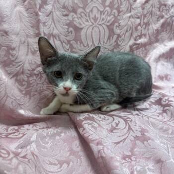 Hawaii -  Domestic Short Hair Cat for Adoption in Brea, California - Hawaii | PetCurious
