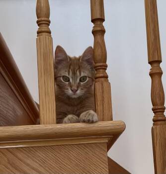 Domestic Medium Hair Cats Available for Adoption - Willy | PetCurious