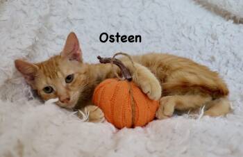 Osteen -  Tabby Cat for Adoption in St. Augustine, Florida - Osteen | PetCurious