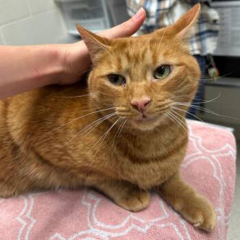 Domestic Short Hair Cats Available for Adoption - Raja | PetCurious