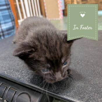 Rin -  Domestic Short Hair Cat for Adoption in Chico, California - Rin | PetCurious