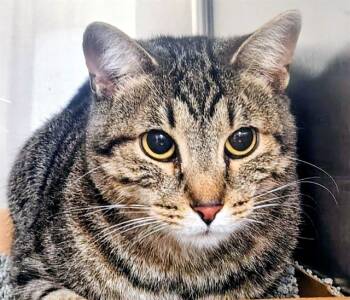 Rescue Domestic Short Hair Cats for Adoption in St. Louis, Missouri - MAYA | PetCurious