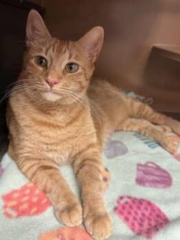 Flair $25 -  Domestic Short Hair Cat for Adoption in Seneca, South Carolina - Flair $25 | PetCurious