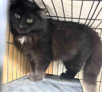 Domestic Long Hair Cats Available for Adoption in Cleveland, Ohio - Porsche | PetCurious