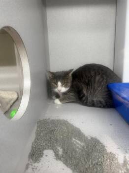 BULLWINKLE -  Domestic Short Hair Cat for Adoption in Omaha, Nebraska - BULLWINKLE | PetCurious