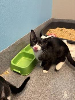 Sassafras -  Domestic Short Hair Cat for Adoption in Fort Collins, Colorado - Sassafras | PetCurious