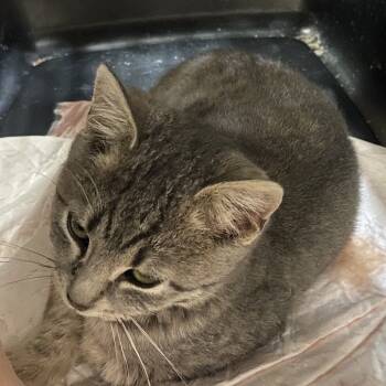 Rescue Domestic Short Hair Cats for Adoption in Hagerstown, Maryland - Holly Berry | PetCurious