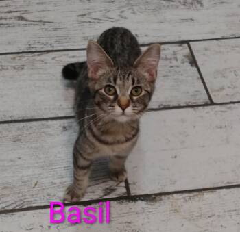 Basil -  Domestic Short Hair Cat for Adoption in Boone, Colorado - Basil | PetCurious