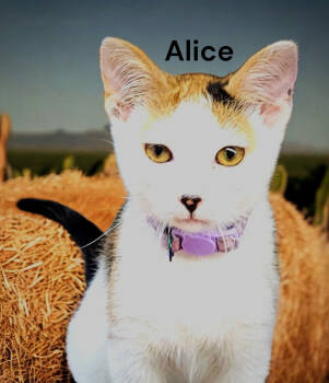 Rescue Calico Cats for Adoption in Weems, Virginia - Alice | PetCurious
