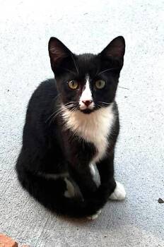 Luna -  Domestic Short Hair Cat for Adoption in Albemarle, North Carolina - Luna | PetCurious