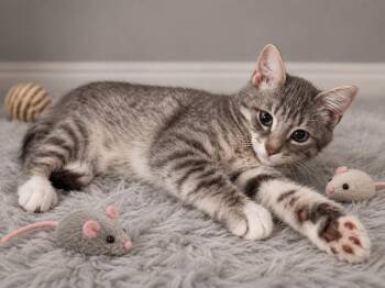 Levi -  Tabby and Domestic Short Hair Cat for Adoption in Andover, Minnesota - Levi | PetCurious