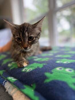 Rowan -  Domestic Short Hair Cat for Adoption in Lovingston, Virginia - Rowan | PetCurious