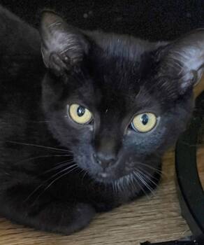 Beevis -  Domestic Short Hair Cat for Adoption in Trenton, New Jersey - Beevis | PetCurious
