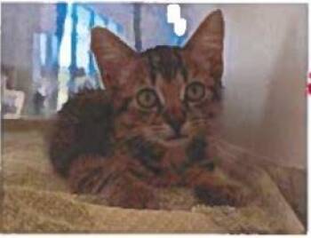 Rescue Domestic Medium Hair and Domestic Short Hair Cats for Adoption - Jamie | PetCurious