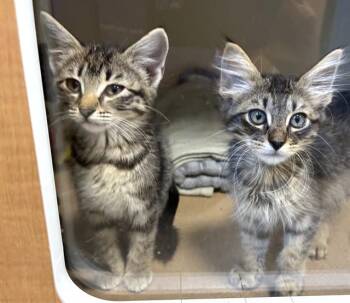Domestic Short Hair Cats Available for Adoption in Dedham, Massachusetts - DIXEN | PetCurious