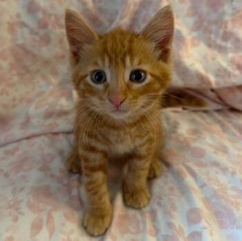 Colby (In Foster) -  Domestic Short Hair Cat for Adoption in Watertown, Wisconsin - Colby (In Foster) | PetCurious