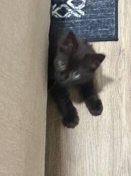 Kohler -  Domestic Medium Hair Cat for Adoption in Fort Collins, Colorado - Kohler | PetCurious