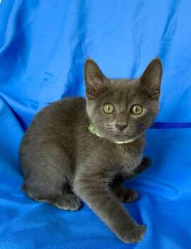 MARS -  Russian Blue Cat for Adoption in Rowland Heights, California - MARS | PetCurious