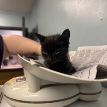 Percini -  Domestic Short Hair Cat for Adoption in Columbia, Missouri - Percini | PetCurious
