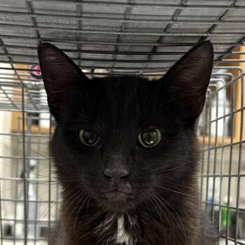 Domestic Short Hair Cats Available for Adoption in Las Cruces, New Mexico - Tulip | PetCurious
