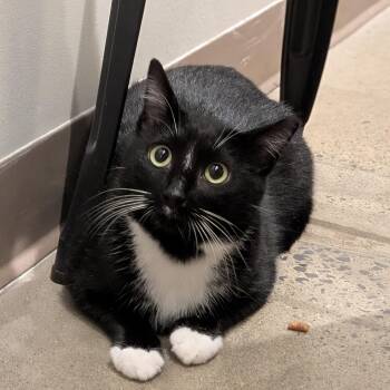 Lindy -  Domestic Short Hair Cat for Adoption in Buffalo, New York - Lindy | PetCurious