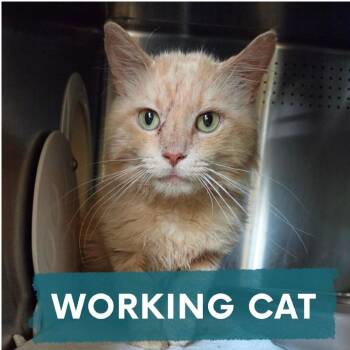 Kyle -  Domestic Long Hair Cat for Adoption in Asheville, North Carolina - Kyle | PetCurious